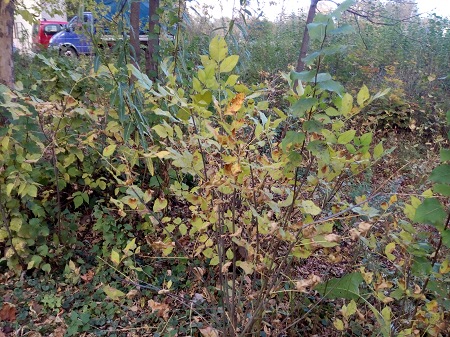 450x337  104 KB. Big one: 4160x3120  5429 KB