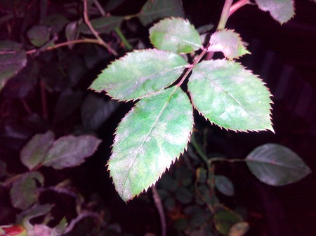 450x337  47 KB. Big one: 4160x3120  3572 KB