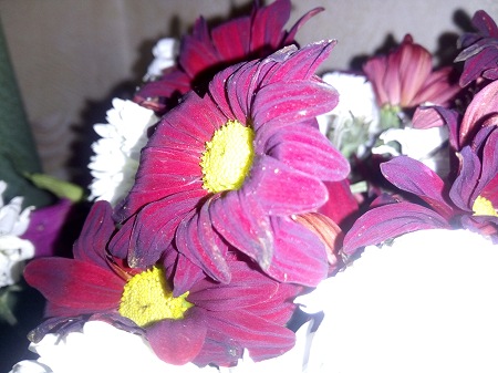 450x337  56 KB. Big one: 4160x3120  3756 KB