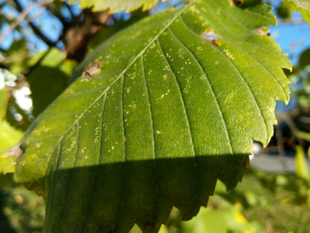 450x338  57 KB. Big one: 4608x3456  2285 KB