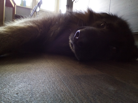 450x338  50 KB. Big one: 3264x2448  1220 KB