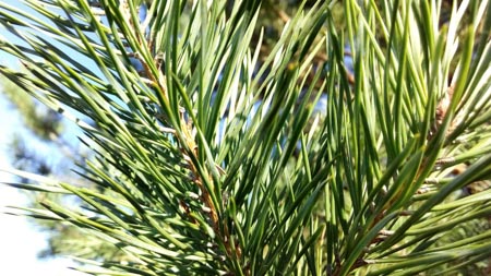 450x253  50 KB. Big one: 3840x2160  2056 KB