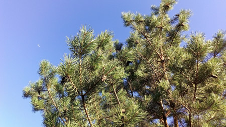 450x253  60 KB. Big one: 3840x2160  2865 KB