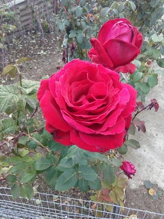 337x450  147 KB. Big one: 3120x4160  4115 KB