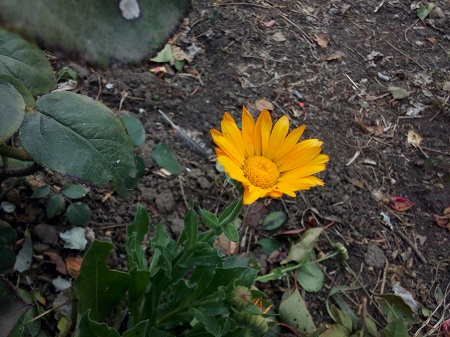 450x337  140 KB. Big one: 4160x3120  4051 KB