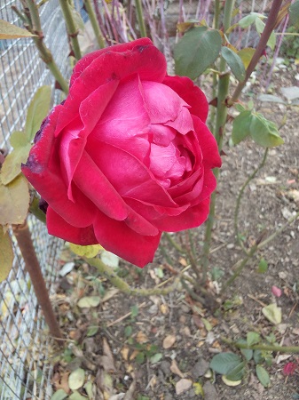 337x450  136 KB. Big one: 3120x4160  3901 KB