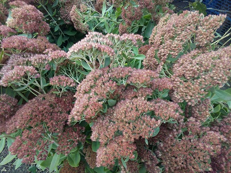 450x337  174 KB. Big one: 4160x3120  5730 KB