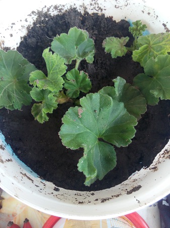 337x450  125 KB. Big one: 3120x4160  3532 KB