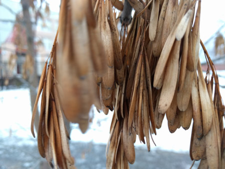 450x338  51 KB. Big one: 4032x3024  1291 KB