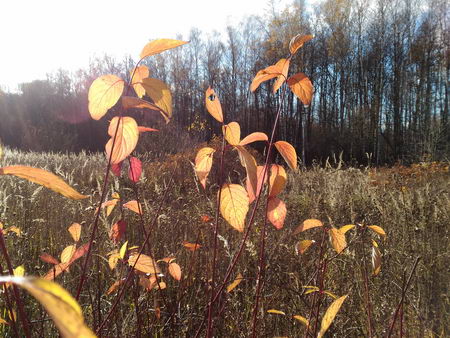 450x338  66 KB. Big one: 4096x3072  4458 KB