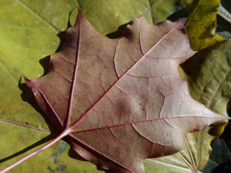 450x338  46 KB. Big one: 4096x3072  3220 KB