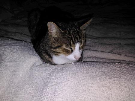 450x338  38 KB. Big one: 4096x3072  1797 KB