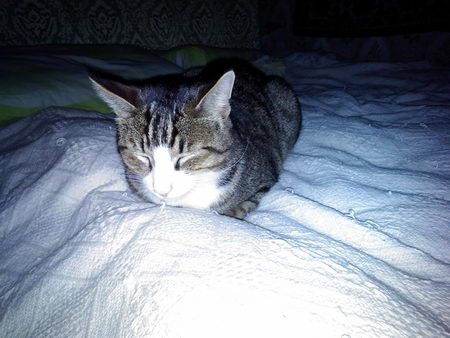 450x338  42 KB. Big one: 4096x3072  2598 KB