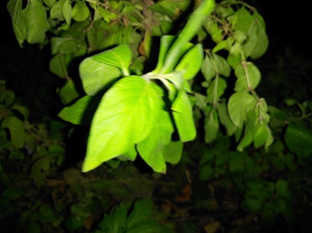 450x337  41 KB. Big one: 4160x3120  4195 KB