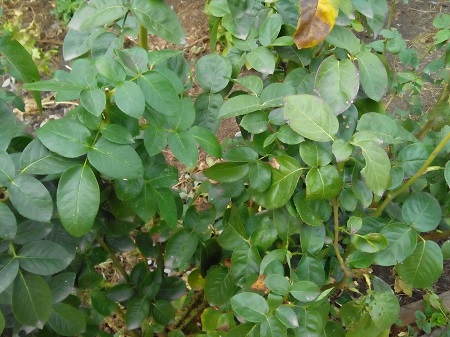 450x337  134 KB. Big one: 3264x2448  2032 KB