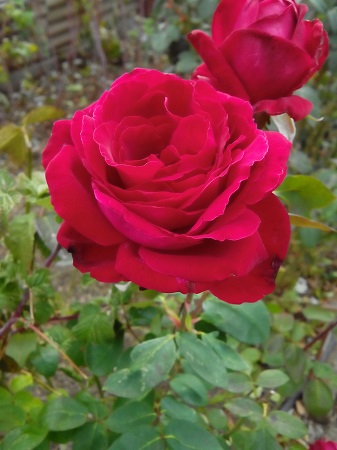 337x450  103 KB. Big one: 2448x3264  1405 KB