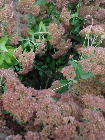 337x450  138 KB. Big one: 2448x3264  2063 KB