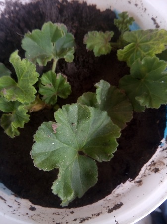 337x450  191 KB. Big one: 3120x4160  3179 KB