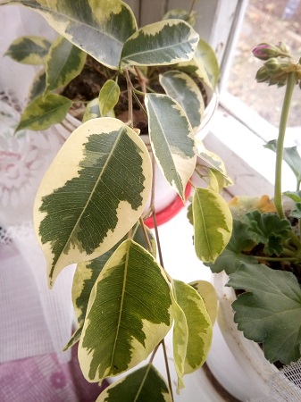 337x450  206 KB. Big one: 3120x4160  3170 KB