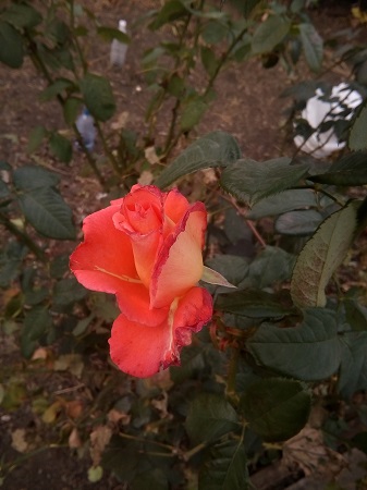 337x450  190 KB. Big one: 3120x4160  3169 KB