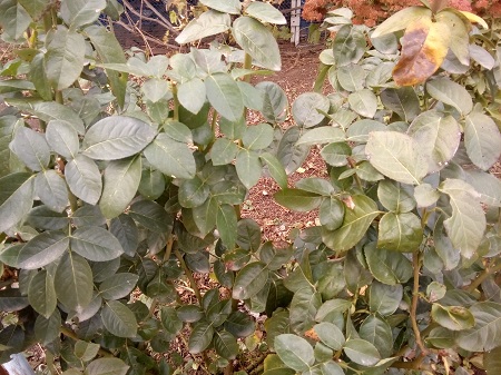 450x337  234 KB. Big one: 4160x3120  3864 KB