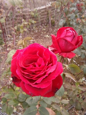 337x450  207 KB. Big one: 3120x4160  3220 KB