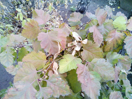 450x338  208 KB. Big one: 5120x3840  7297 KB