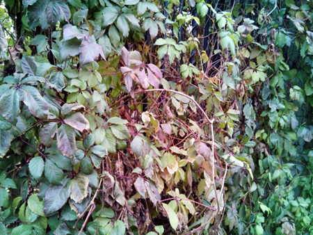 450x338  255 KB. Big one: 5120x3840  9413 KB