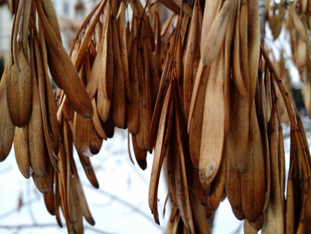 450x338  59 KB. Big one: 4160x3120  2104 KB