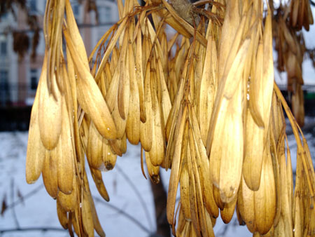 450x338  52 KB. Big one: 4160x3120  2132 KB