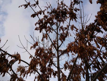 450x338  49 KB. Big one: 4160x3120  2686 KB