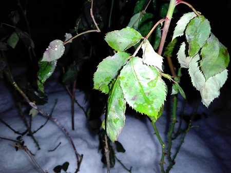 450x337  56 KB. Big one: 4096x3072  3817 KB