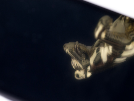 450x338  40 KB. Big one: 1500x1125  405 KB