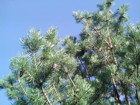 450x338  51 KB. Big one: 2560x1920  1354 KB