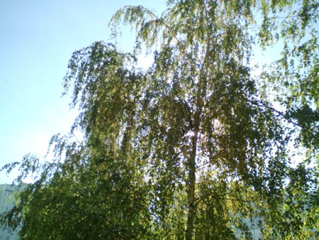 450x338  59 KB. Big one: 2560x1920  1292 KB