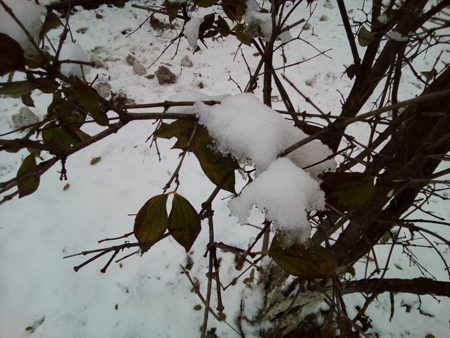 450x338  181 KB. Big one: 4160x3120  3086 KB