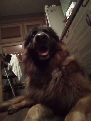 300x399  19 KB. Big one: 1920x2560  872 KB