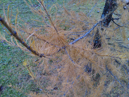 450x338  269 KB. Big one: 4608x3456  6333 KB