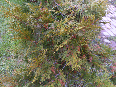 450x338  290 KB. Big one: 4608x3456  7109 KB