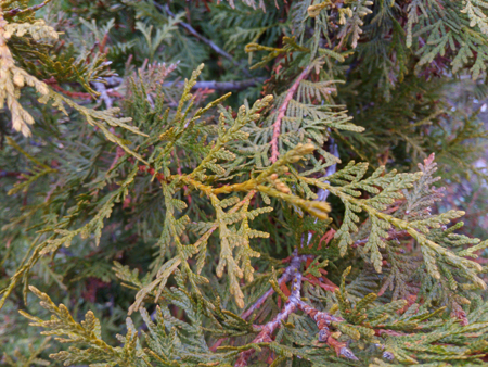 450x338  264 KB. Big one: 4608x3456  5988 KB