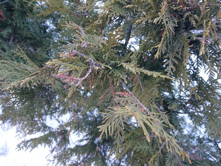 450x338  230 KB. Big one: 5520x4140  9219 KB