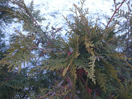 450x338  255 KB. Big one: 5520x4140  9664 KB