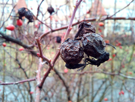 450x338  59 KB. Big one: 4160x3120  1708 KB