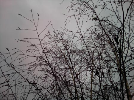 450x338  54 KB. Big one: 4160x3120  2481 KB