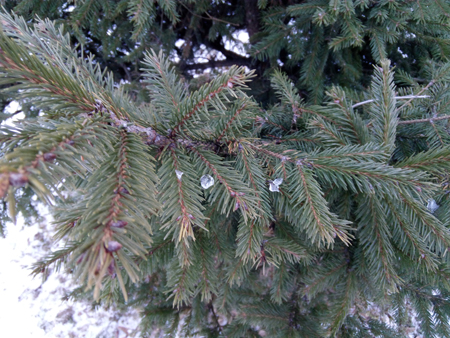 450x338  221 KB. Big one: 4160x3120  6120 KB