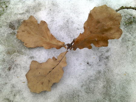 450x338  44 KB. Big one: 2592x1944  1131 KB