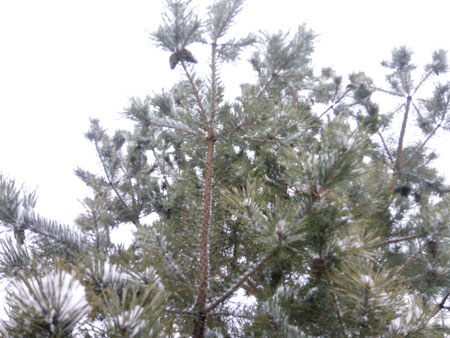 450x338  51 KB. Big one: 4160x3120  2407 KB