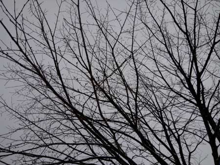 450x338  50 KB. Big one: 4160x3120  3582 KB