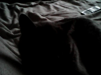 337x253  20 KB. Big one: 1280x960  113 KB