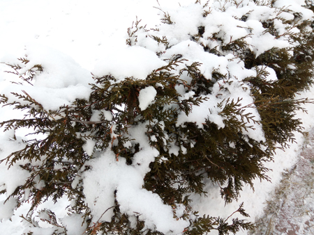 450x338  211 KB. Big one: 4160x3120  4483 KB